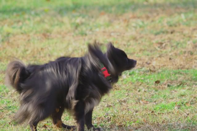 IMAGE: http://i217.photobucket.com/albums/cc203/poteat_3177/111009_0868.jpg