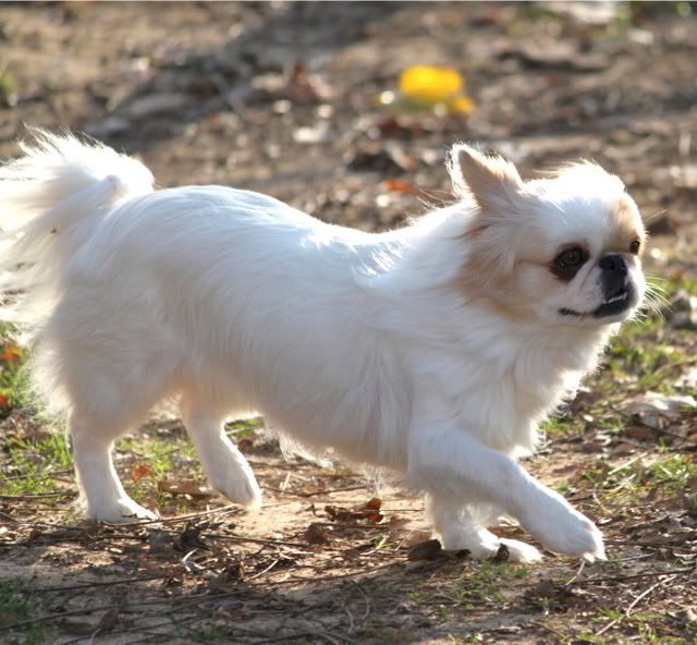 IMAGE: http://i217.photobucket.com/albums/cc203/poteat_3177/111009_0875.jpg