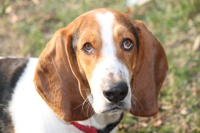 IMAGE: http://i217.photobucket.com/albums/cc203/poteat_3177/111009_0880.jpg