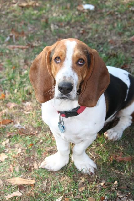 IMAGE: http://i217.photobucket.com/albums/cc203/poteat_3177/111009_0889.jpg