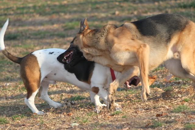 IMAGE: http://i217.photobucket.com/albums/cc203/poteat_3177/111009_0937.jpg