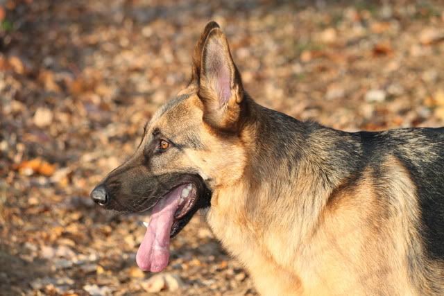 IMAGE: http://i217.photobucket.com/albums/cc203/poteat_3177/111009_0945.jpg