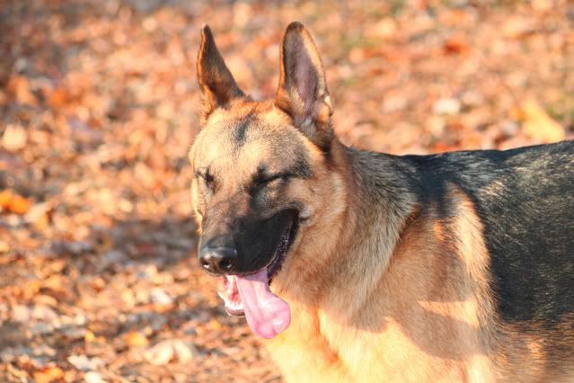 IMAGE: http://i217.photobucket.com/albums/cc203/poteat_3177/111009_0946.jpg