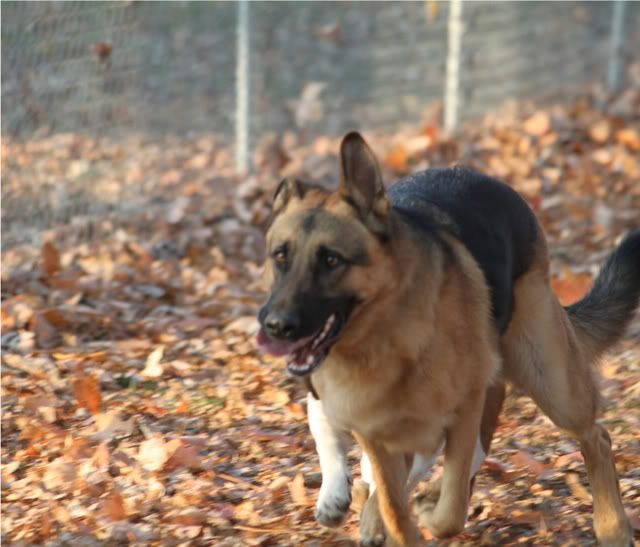 IMAGE: http://i217.photobucket.com/albums/cc203/poteat_3177/111009_0960.jpg