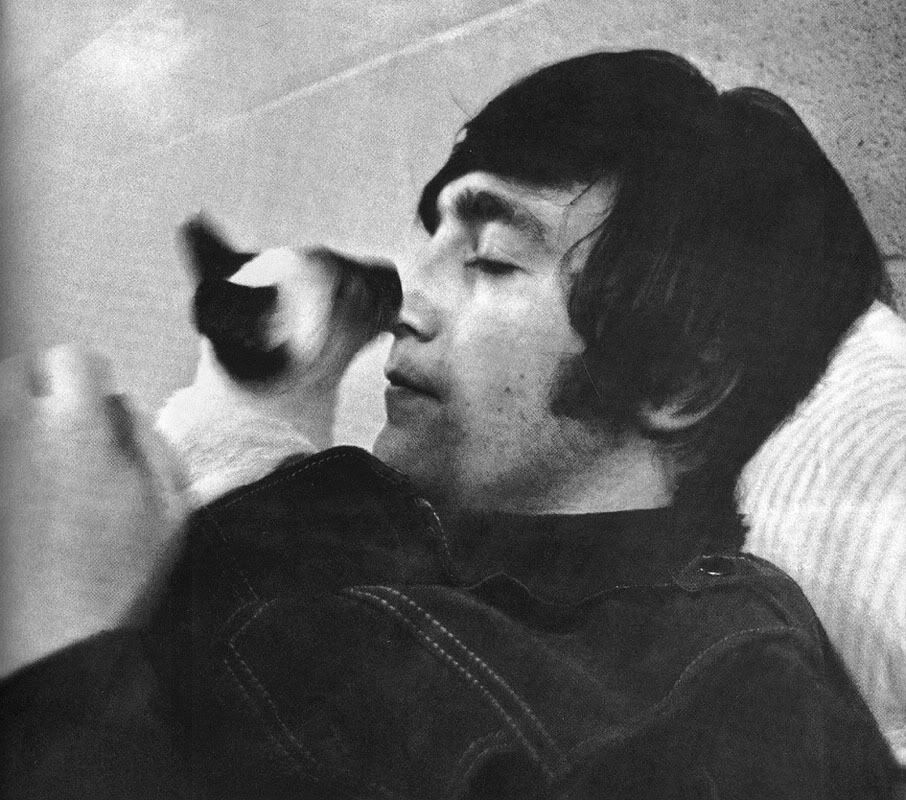 cat.jpg cat image by thebeatlesfour
