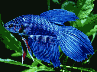 Blue Fish Pictures, Images and Photos
