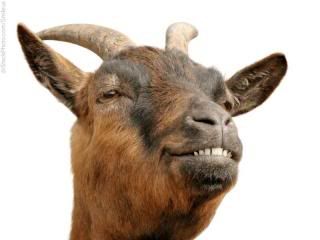  photo goat-1.jpg