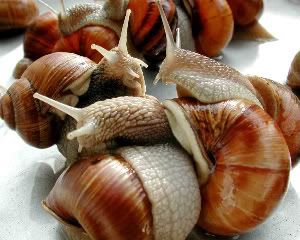 escargot.jpg