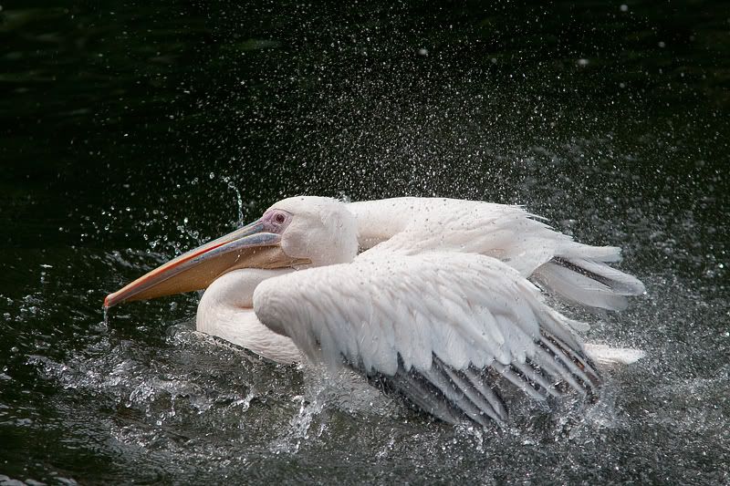 Fotografie