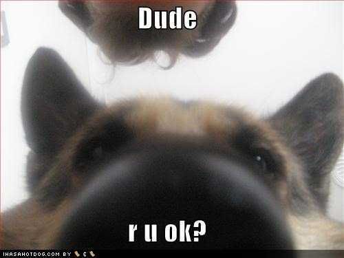 funny-dog-pictures-dude-are-you-ok.jpg
