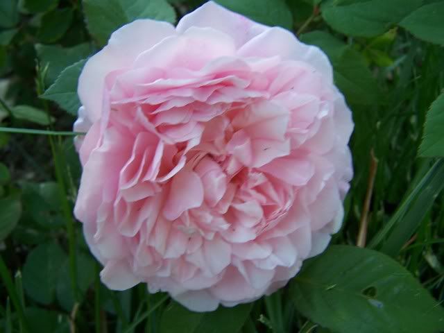 Pink Gruss an Aachen