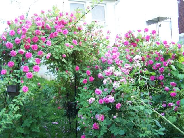 Zeffy and Louise Odier