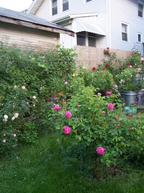 Ardoisee de Lyon and