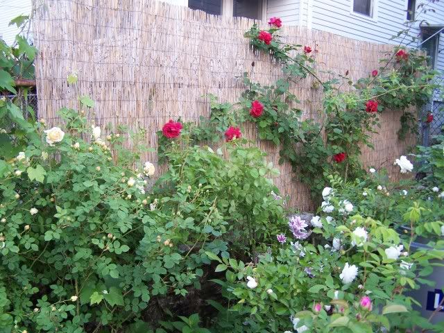 Climbing Etoile de Hollande