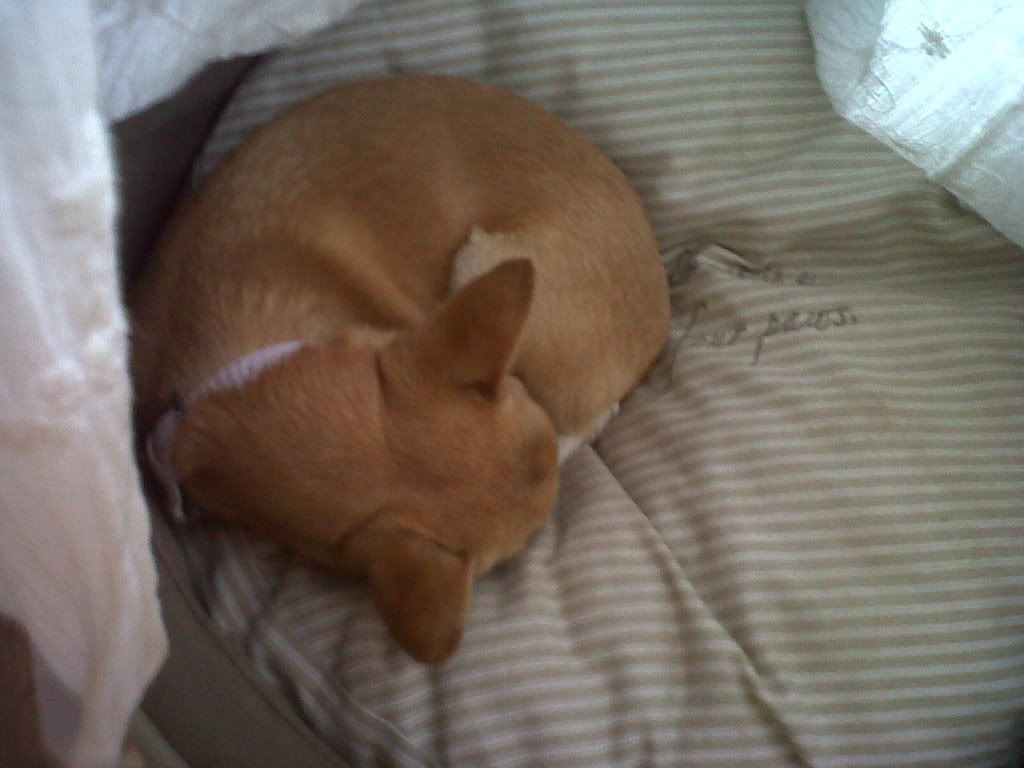 IMG00296-20110615-1037.jpg