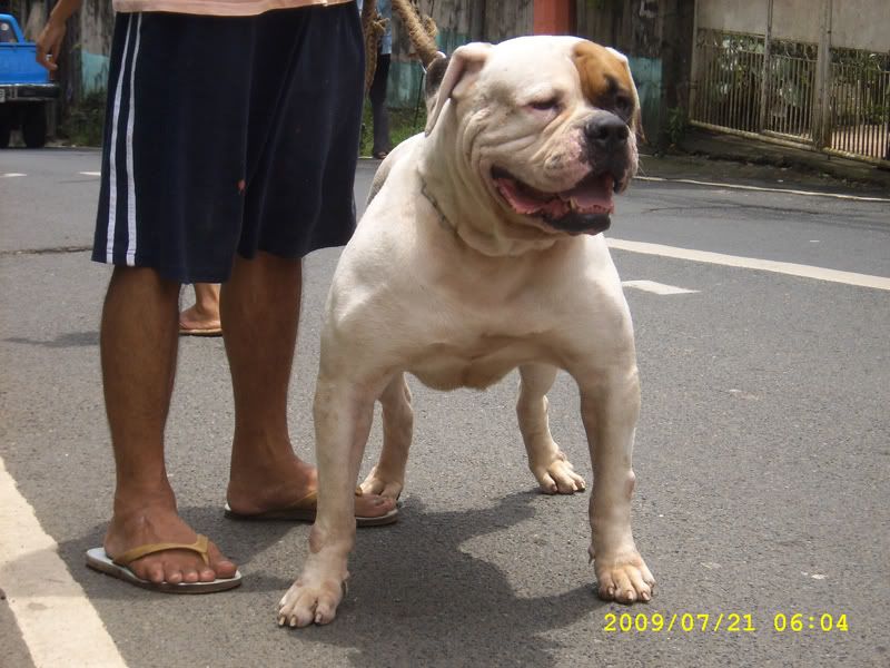 johnsons american bulldog. American+ulldog+johnson