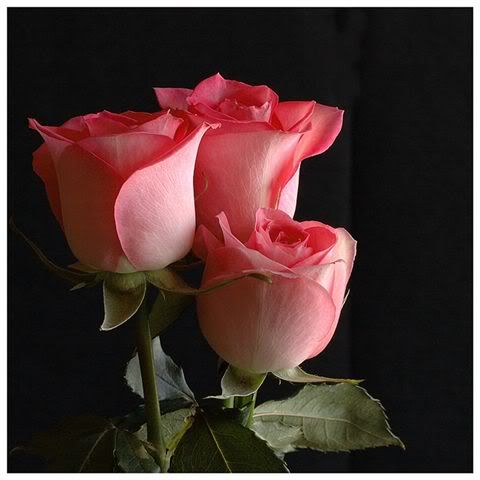 rosas.jpg rosas image by german_cv_solo_cristo