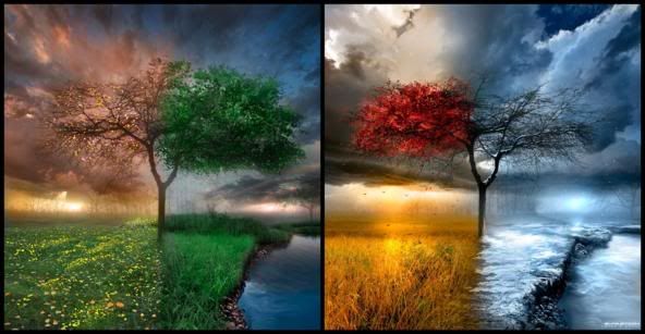 -trees.jpg SEASON picture by MiChiYo_Chompoo
