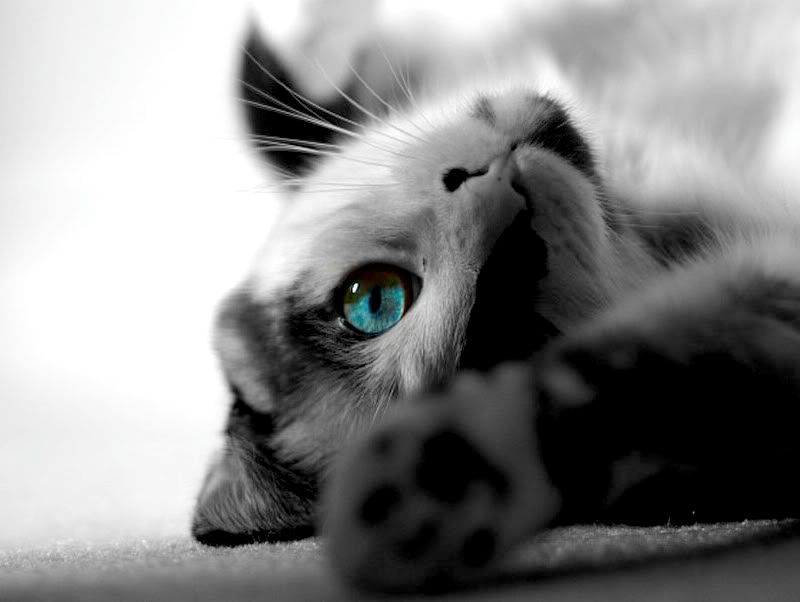 3580950233 6b65139fb4 o