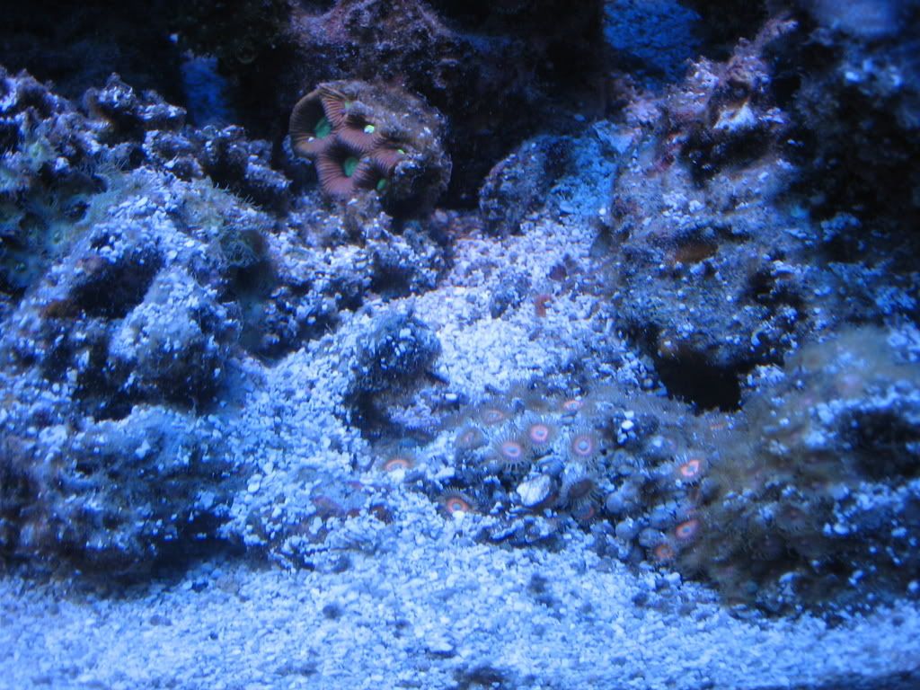Coral Blasting