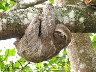 [Image: sloth1-r3-wm.jpg]