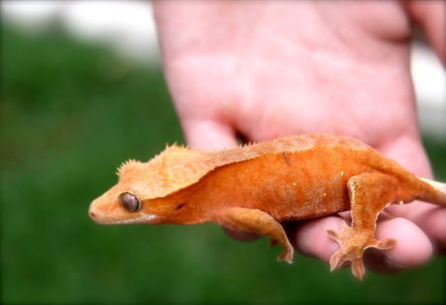 shipping weather is fast approaching in Texas, so I'm taking this. So, although  he is a strapping example of an adult male crested gecko, .