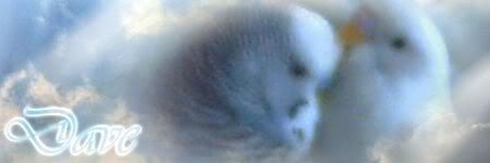 bird-1.jpg