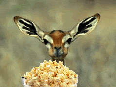 popcorn-gazelle-1_zpscbb29006.gif