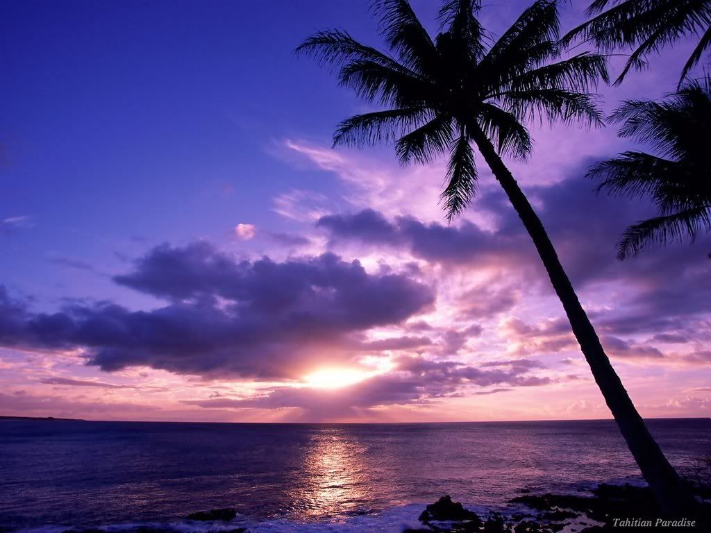 Purple Palm Trees