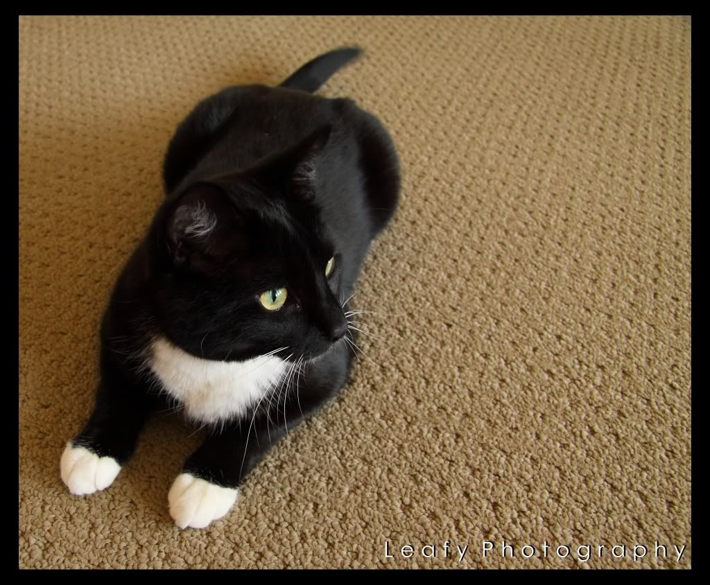 IMAGE: http://i217.photobucket.com/albums/cc294/Leafy3/IMG_05722.jpg