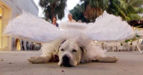 dog-costumes-002.jpg 2 image by howieyee