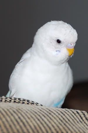 DSC_0009.jpg