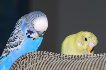 DSC_0058.jpg