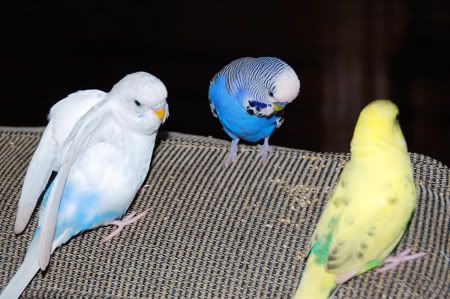 DSC_0087.jpg