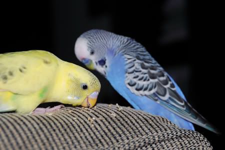 DSC_0102.jpg