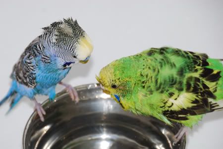 DSC_1299.jpg