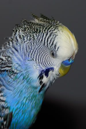 DSC_1302.jpg