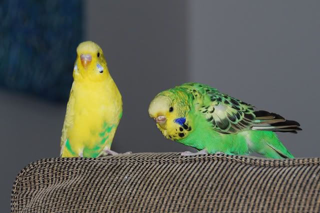 DSC_3093.jpg