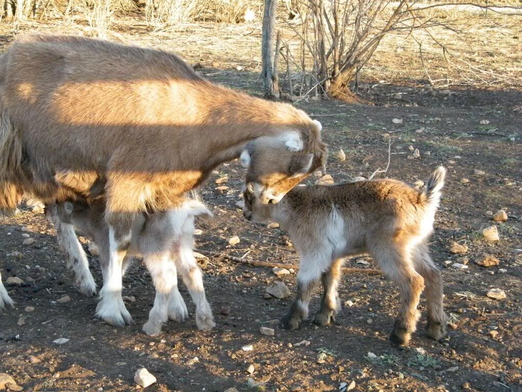 La Mancha kids today - Goats