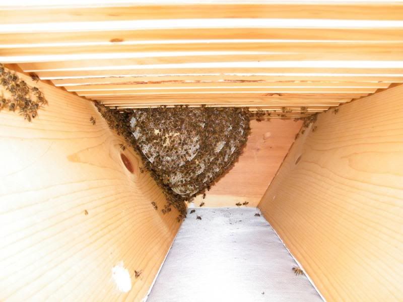 90%ers personal update - Homesteading Questions