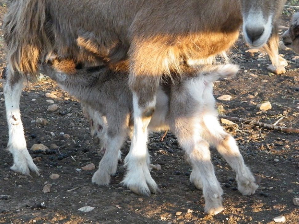La Mancha kids today - Goats