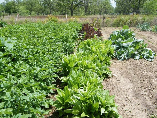 The 90% ers - Homesteading Questions