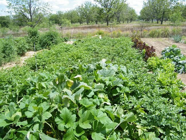 The 90% ers - Homesteading Questions