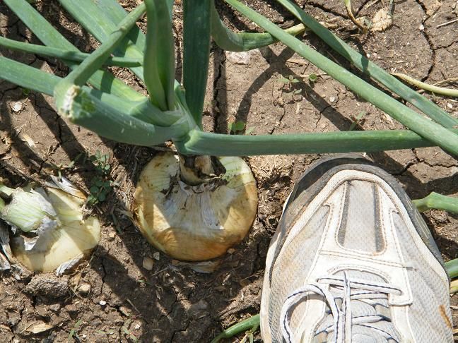 The 90% ers - Homesteading Questions