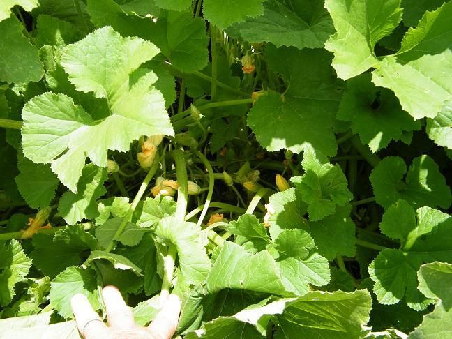 The 90% ers - Homesteading Questions