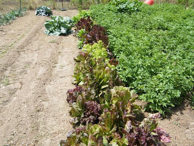 The 90% ers - Homesteading Questions