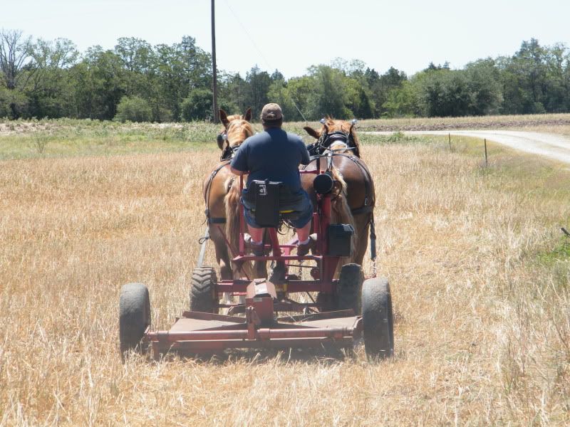 Farming with horse power...? - Homesteading Questions