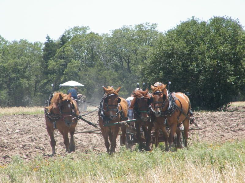 Farming with horse power...? - Homesteading Questions