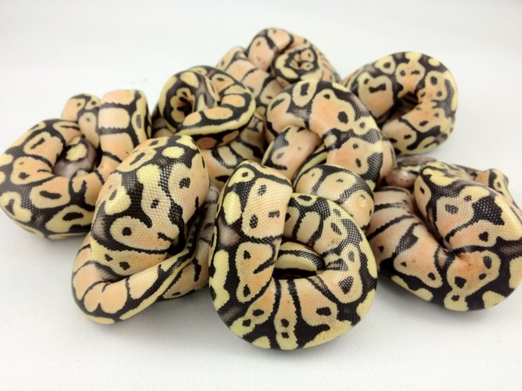 Hypo Royal Python
