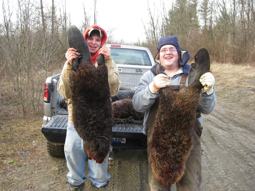 Mature Beaver PICS Ohio Waterfowler Forum Your Ohio Waterfowl Community